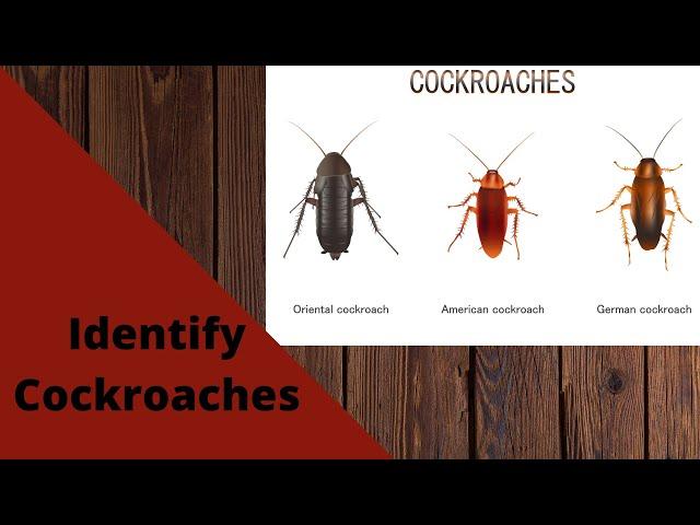 How To Identify Cockroaches In The USA | German, Oriental, American Cockroaches