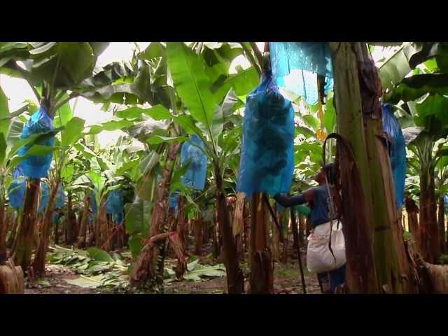 DOLE - Harvesting Bananas