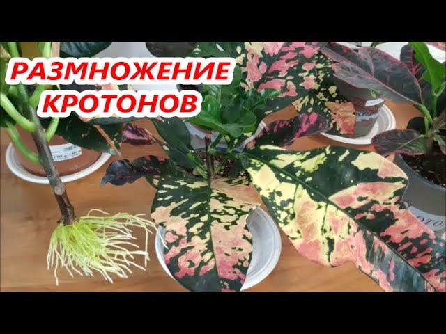 КОДИЕУМ КРОТОН  РАЗМНОЖЕНИЕ в ВОДЕ