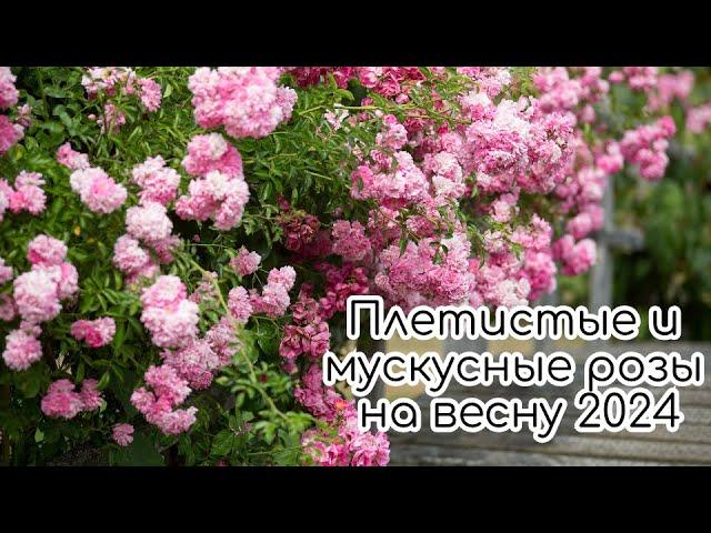 Плетистые и мускусные розы для сада на весну 2024