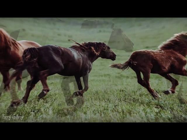 Mustang territory. Island of wild horses in Russia | Manych-Gudilo lake & Water island Wildlife