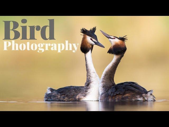 WHY I SPEND SO MUCH TIME PHOTOGRAPHING ONE SPECIES | Bird photography