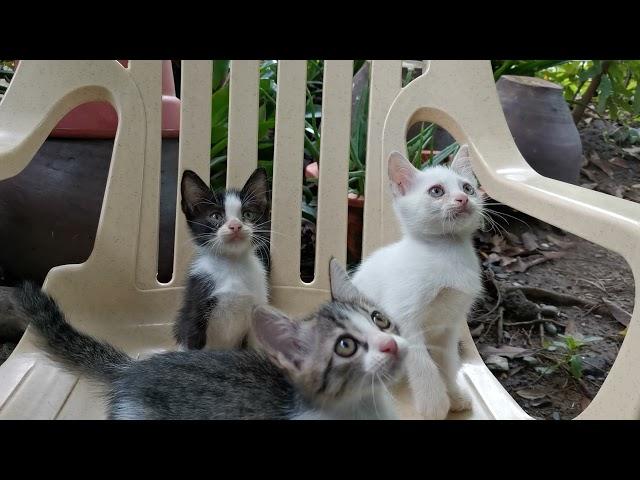 Playing with Kittens