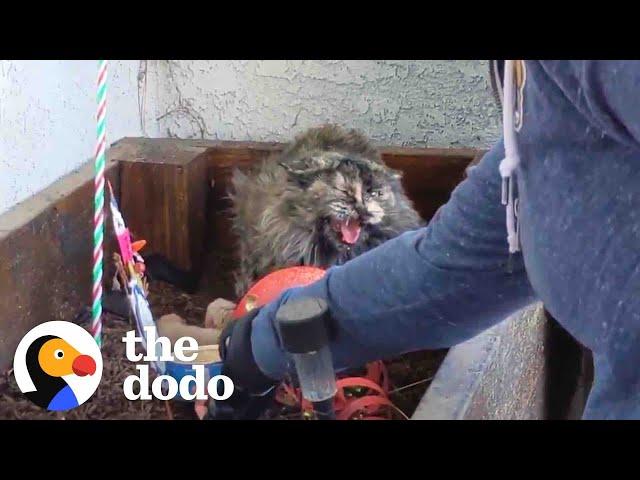 Spicy Cat Mama Won't Let Rescuers Touch Her Babies | The Dodo