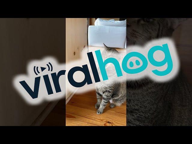 Ice Cream Causes Cat Brain Freeze || ViralHog