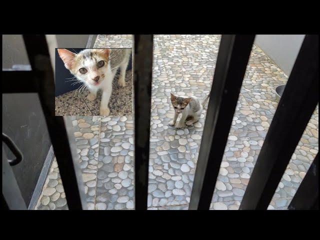 I saw a kitten, pacing outside the gate@lilyivo