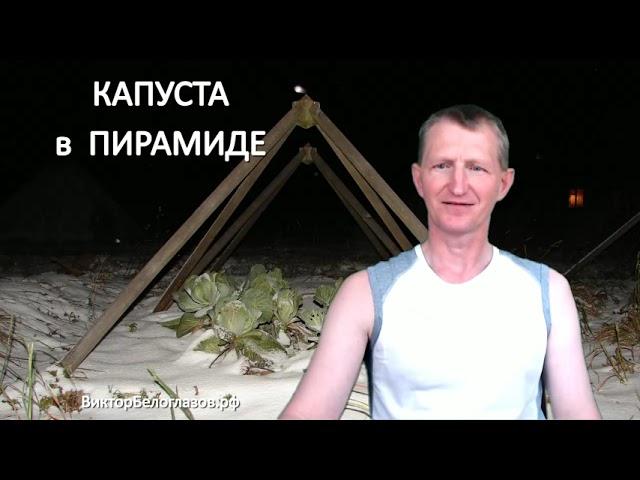 Капуста в Пирамиде. Виктор Белоглазов | Pyramids