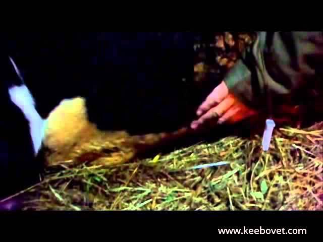 Veterinary Doctor Give Intravenous Medication-Calcium To A Cow That Can Not Stand - 38