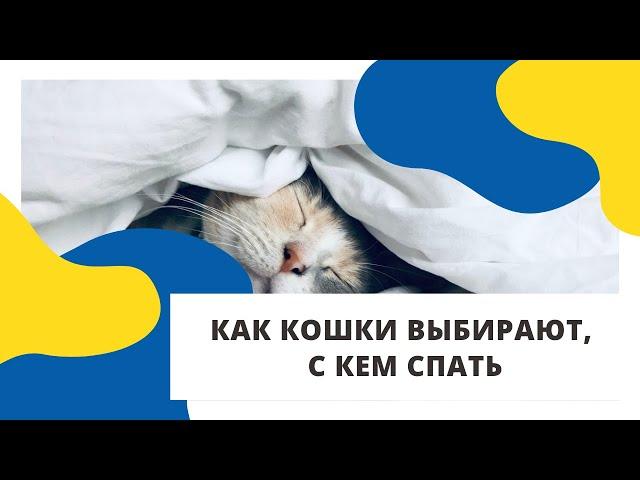 Как кошка выбирает, с кем спать