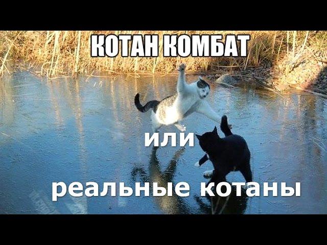 реальные котаны. Огромные мей куны