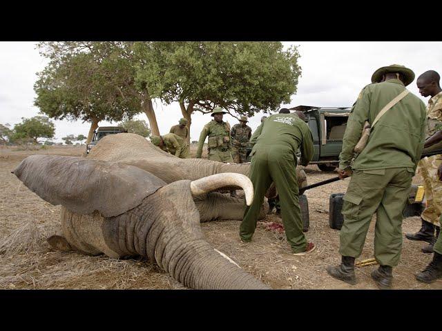 Elephant With Cable Snare Gets Urgent Treatment | Sheldrick Trust