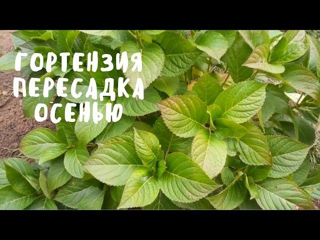 Пересаживаем гортензию осенью. Мои цветы. Мой опыт.