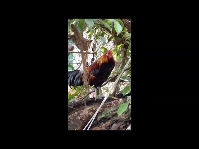 Chicken Video - Rooster Group Mating With Chicken -  #cambodiabridtrap