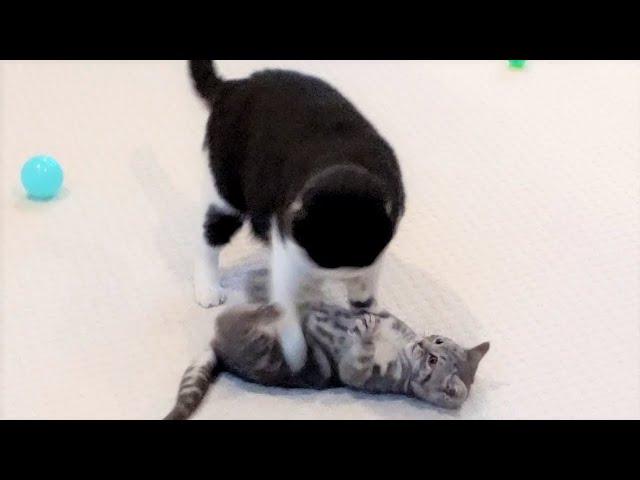 Cat Bullies Kitten