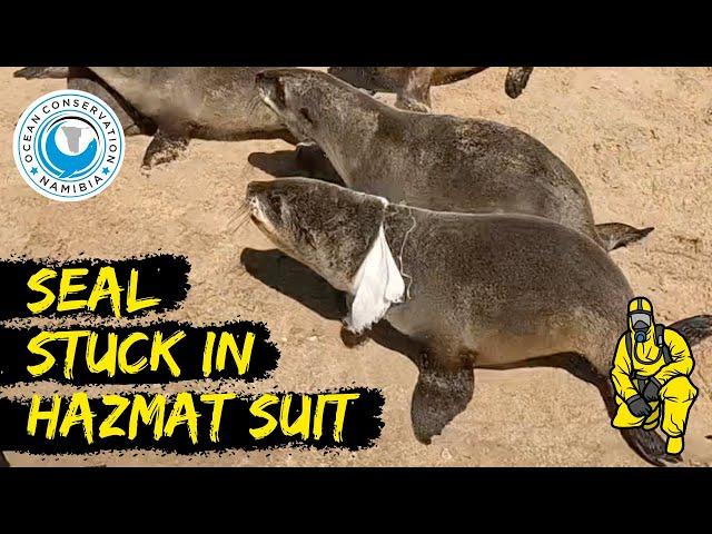 Seal Stuck in Hazmat Suit