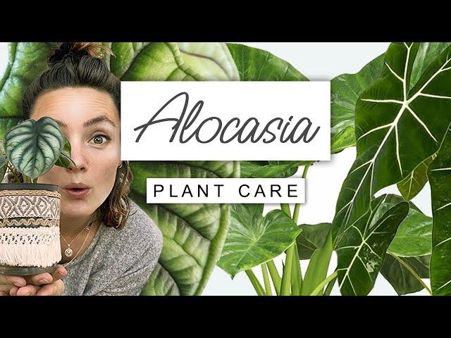 Alocasia Plant Care Guide  Care TIPS For Elephant Ear