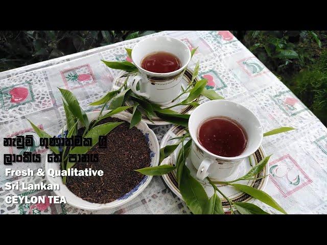 Homemade Ceylon Tea | නැවුම්  තේ කොළ ගෙදරදීම ‍| Sri Lanka | #mdtechplus #ceylontea #tea #blacktea