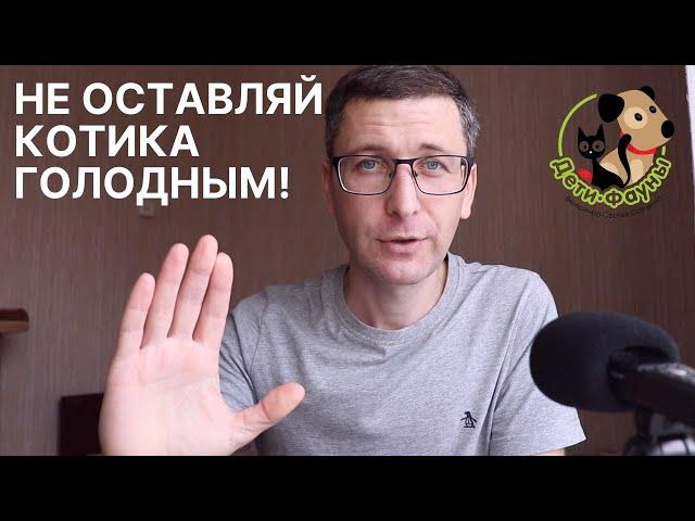 Кошка не хочет есть | Как накормить кошку? 7 способов