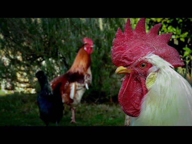 Calm chicken sounds - Fall asleep - Relaxing chickens running around free range - White animal noise