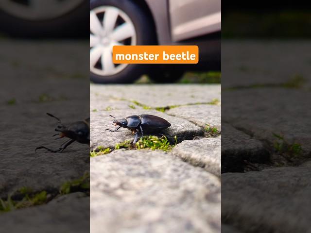 monster beetle