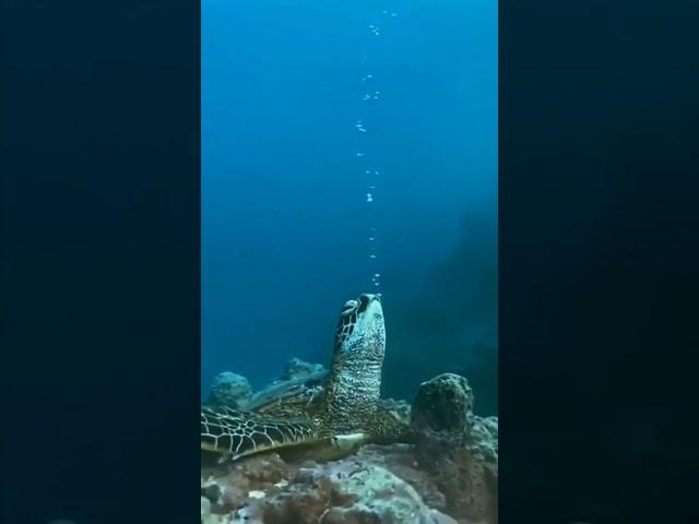 the peaceful turtle  #turtle #underwater #aquatic #edit