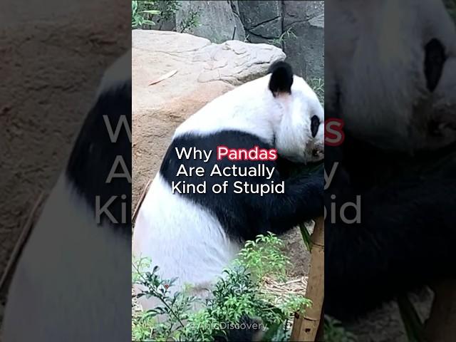 Why Pandas Are Actually Kind of Stupid #panda #discovery #natural #antsdiscovery #animals