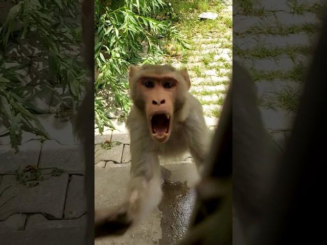 bandar | monkey | monkey video | bandar ka hamla | monkey attack | angry monky | gusse wala bandar