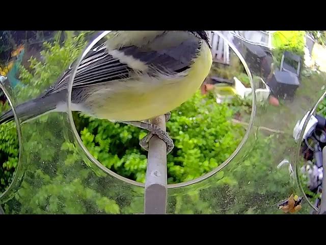 Mini Wlan Kamera für Tierbeobachtung in einem Futterhaus