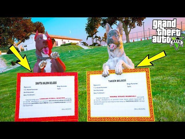 YAVRU KANGAL VE KÖPEK ARKADAŞLARI KARNE ALIYOR! - GTA 5