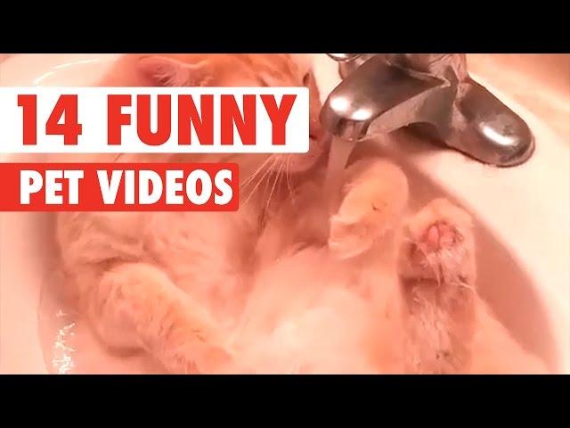 14 Funny Pets | Awesome Pet Video Compilation 2017