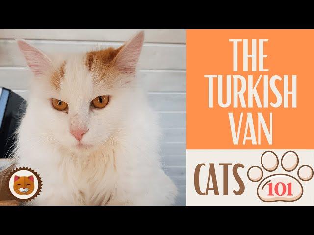  Cats 101  TURKISH VAN CAT - Top Cat Facts about the TURKISH VAN