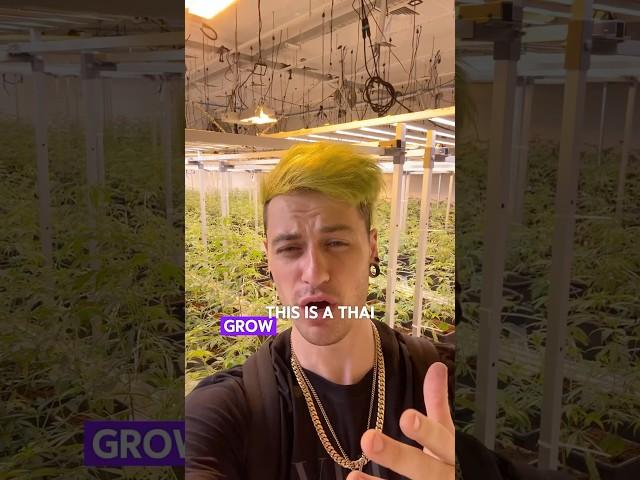 I went to a grow in Thailand!