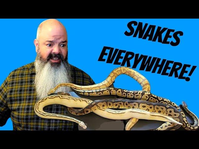 How to Let Your Snakes Free-Roam