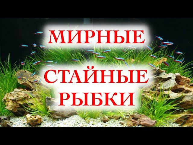 Мирные стайные аквариумные рыбки ТОП 5