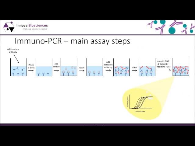 Thunder-Link® PLUS Webinar: A guide to Immuno-PCR