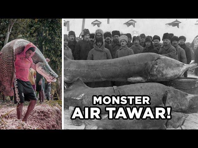 Ikan Air Tawar Terbesar Yang Pernah Ditangkap Manusia!