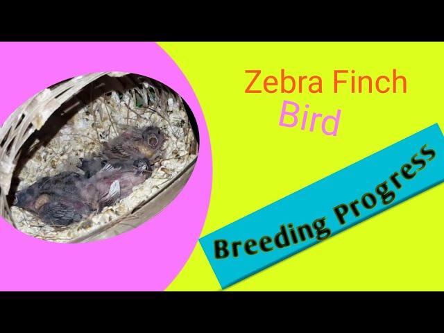 Zebra Finch Bird Breeding Progress| White Finch| Rakesh's Bird Empire