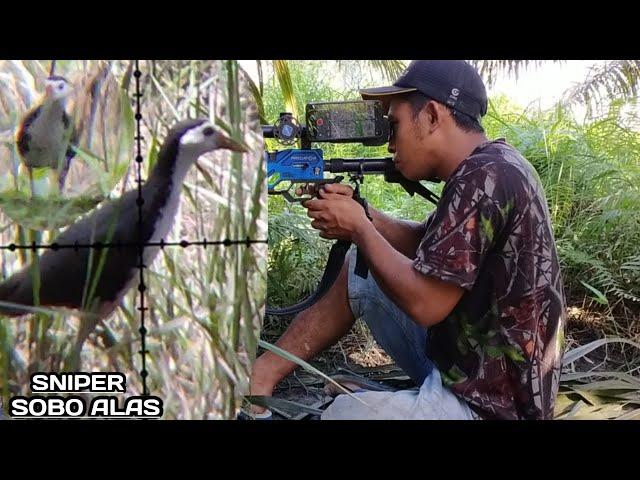 nyanggong ruak ruak// burung penghuni rawa//sniper sobo alas