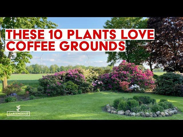 These 10 plants love coffee grounds! Using coffee as fertilizer in the garden!