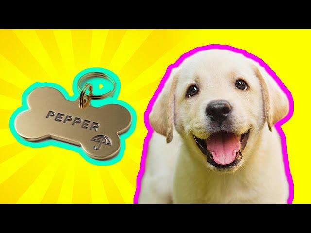 250+ PERFECT Dog Names names - Guaranteed To LOVE these names