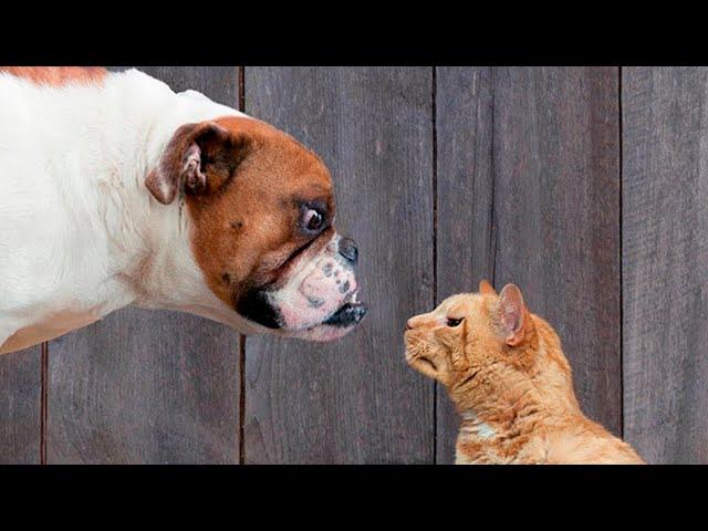Funny animals - Funny cats / dogs - Funny animal videos 76