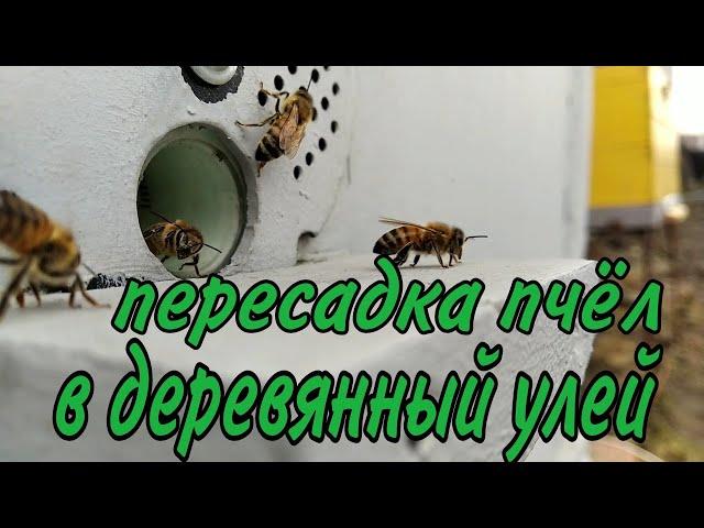 пересадка пчел в чистые улья