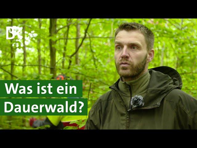 Naturgemäße Waldwirtschaft: Ist der Dauerwald der Wald der Zukunft? | Unser Land | BR
