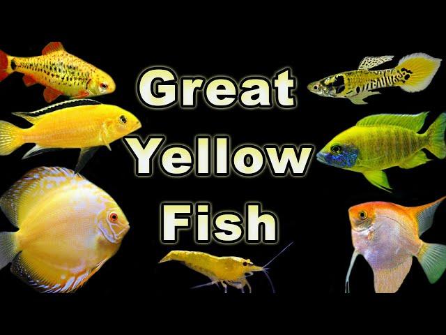 Brighten Up Your Fish Tank With These Yellow FIsh Options!