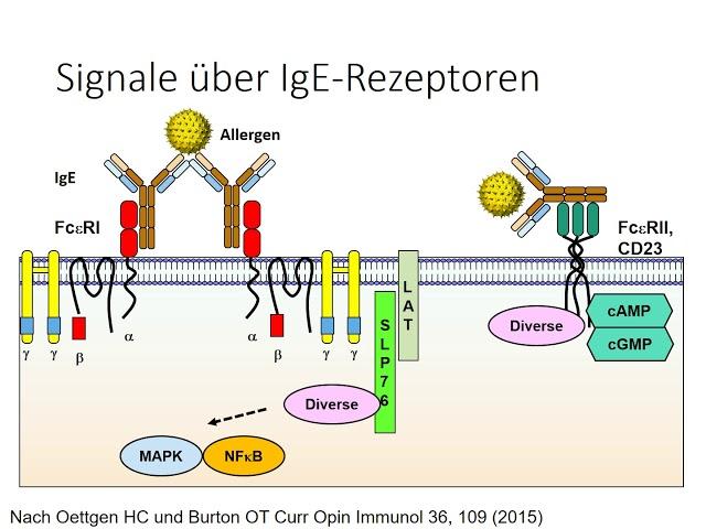 IgE und IgE Rezeptoren