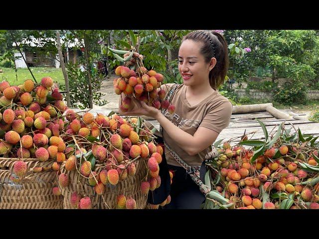 Harvest lychees to go to the market to sell. highland market