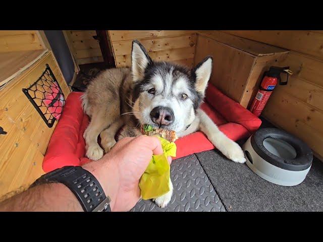 Old Husky Gets A Huge Piece All To Himself!