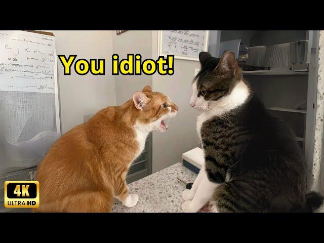 These Cats Speak English Better Than Hooman