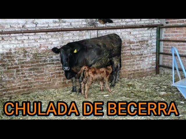 ¡¡OTRA VACA QUE CRÍA ANTES DEL AÑO!!