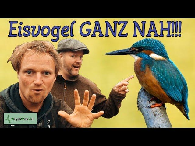 Eisvogel GANZ NAH!! - Zu Gast in Christians Beobachtungs-Kanzel! Kommt mit! ️ #natur #nature #vögel